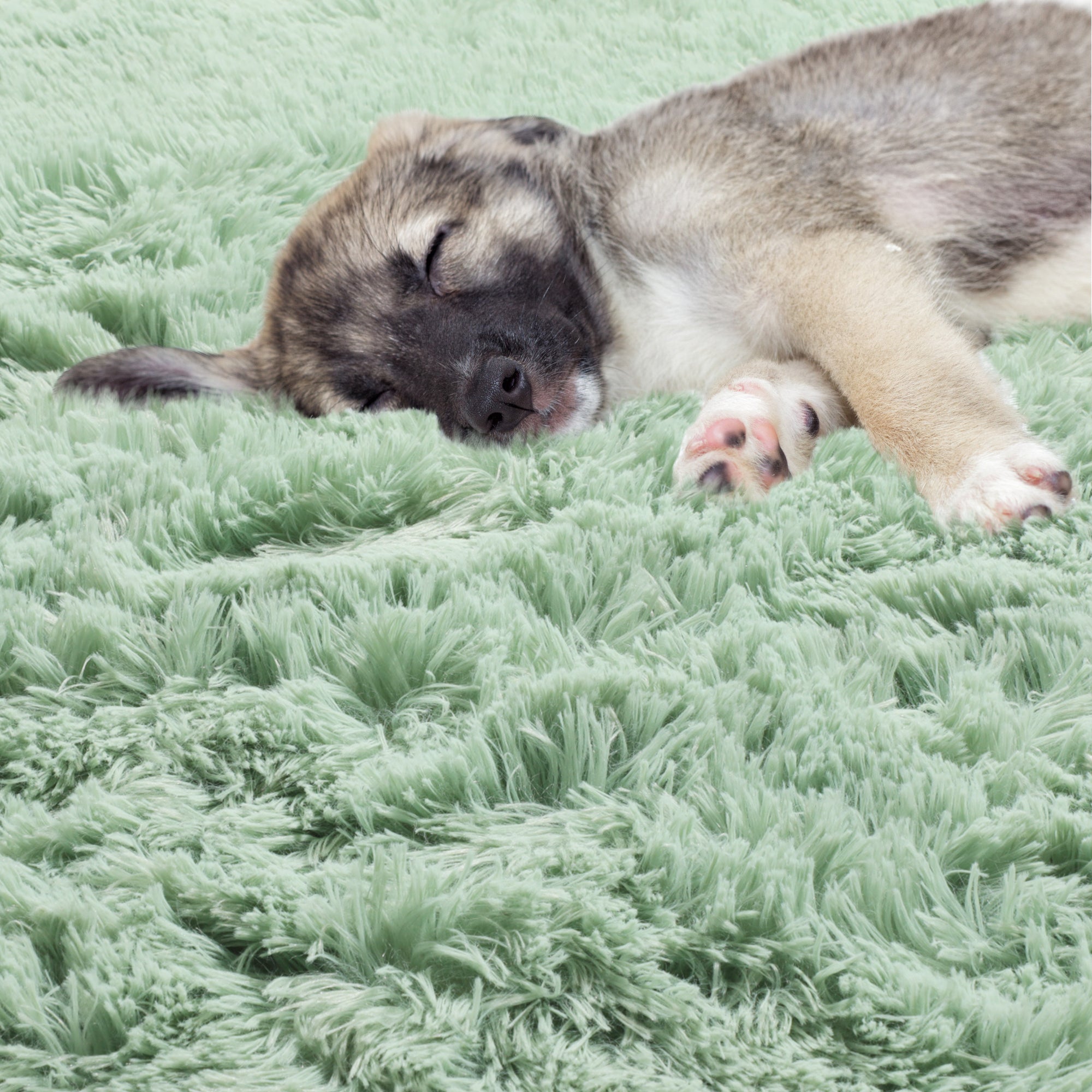 Shaggy Modern Sage Green Round Area Rug